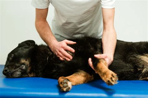 Fyzioterapia pre psa s DM