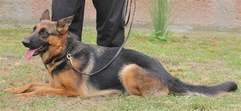 Nemecký ovčiak so širokým reflexným obojkom