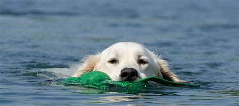 Zlatý retriever aportujúci loptičku vo vode