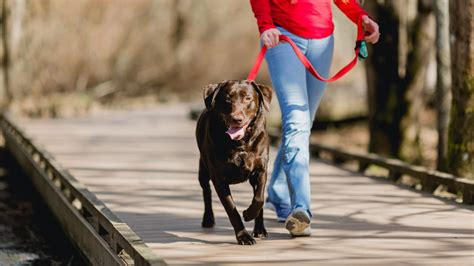 Pes na prechádzke v parku, vykonávajúci potrebu