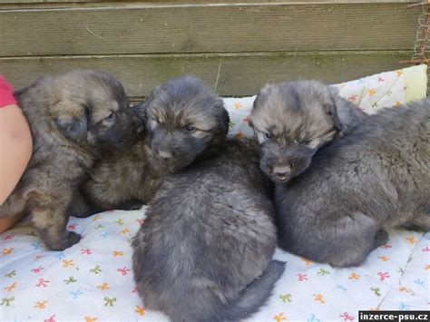 Šarplaninský pastevecký pes v akcii