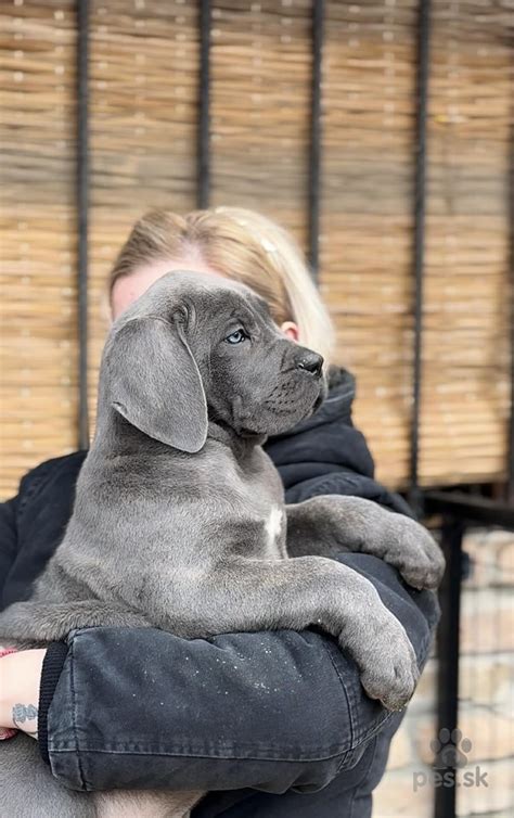 Proces výberu šteniatka Cane Corso od zodpovedného chovateľa