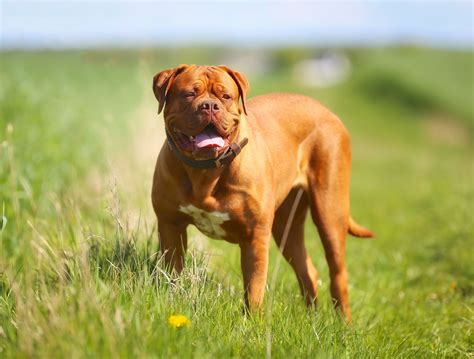 Dog de Bordeaux s majiteľom