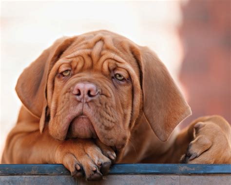 Stará fotografia Dog de Bordeaux