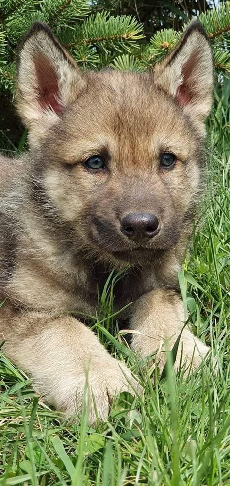 mladé šteniatko československého vlčiaka