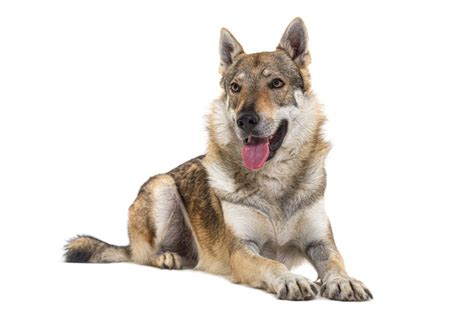 československý vlčiak šteniatko