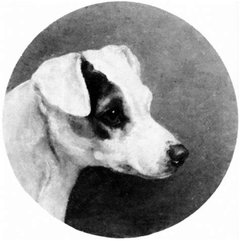 Ilustrácia foxteriéra hladkosrstého