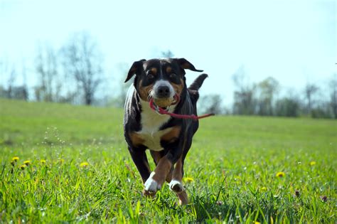 Pes s aportovanou loptičkou