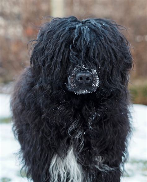 Fotografia portugalského vodného psa
