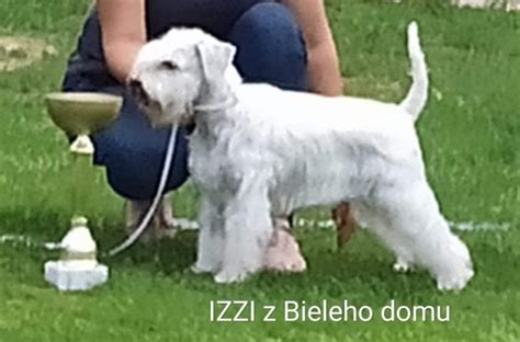 Bradáč hrajúci sa so psími športovými aktivitami