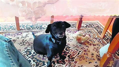 Ilustrácia porovnávajúca psa a fenku