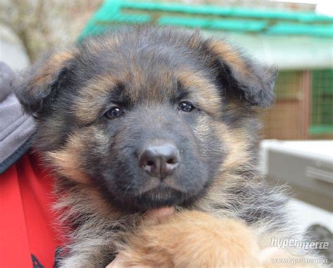 Štýlová fotografia nemeckého ovčiaka