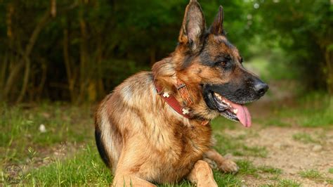 Rodina s nemeckým ovčiakom