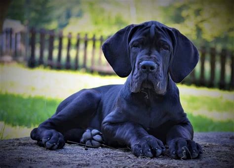 Šteniatko Nemeckej dogy