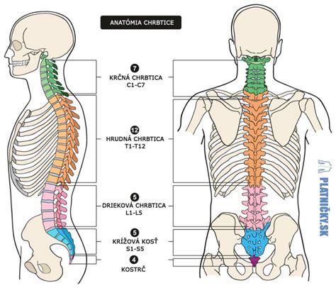 Anatomická kresba chrbtice psa s vyznačenými stavcami a medzistavcovými platničkami