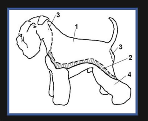 Starostlivosť o srsť bradáča
