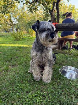 Cena šteniatka bradáča