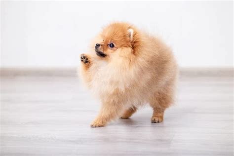 Šteniatko plemena Pomeranian