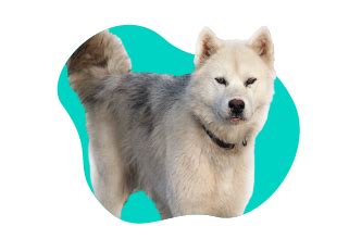 Ilustrácia psa plemena Kanadský Eskymácky pes v arktickom prostredí