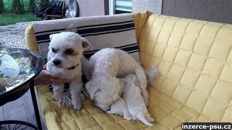 Ilustrácia možností použitia hrejivého psíka (zima/leto)