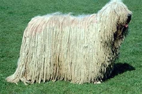 Pes Komondor s typickou šnúrovitou srsťou