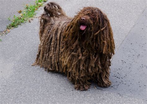 Pes Puli s charakteristickou dredatou srsťou