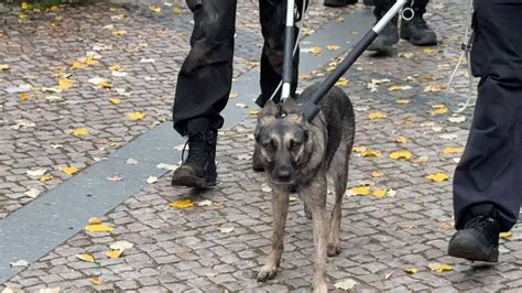 Pes v diviačom oplôtku