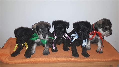 Šteniatka malého bradáča