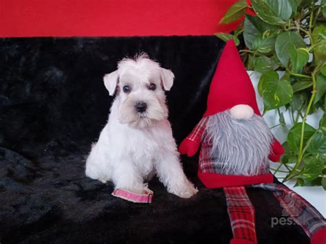 Malý biely bradáč