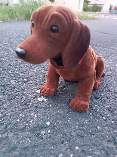 Pes s naklonenou hlavou a dezorientovaným pohľadom