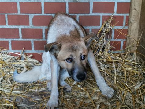 Ohradený pozemok pre psov