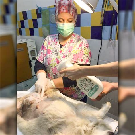 Veterinárny lekár vykonáva operáciu psa