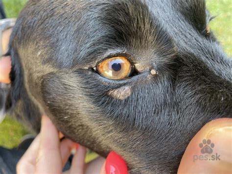 Pes s jemne zatvoreným okom