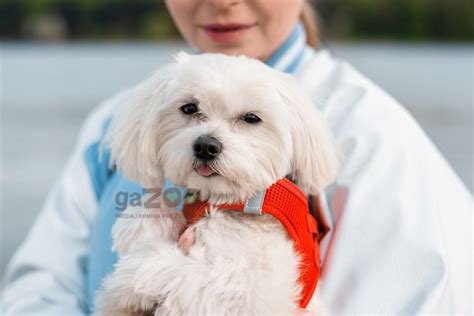 Ilustrácia rôznych plemien psov s hladkou srsťou