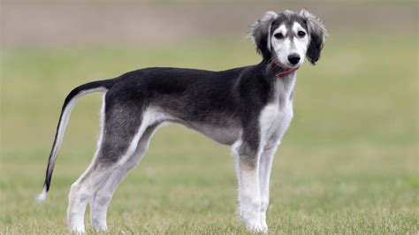 Staroveké egyptské vyobrazenie psa typu Saluki