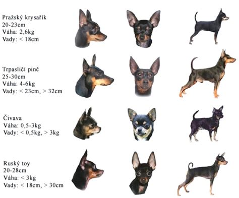 Porovnanie plemien farbiarov
