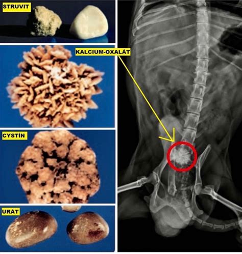 Močové kamene u psa
