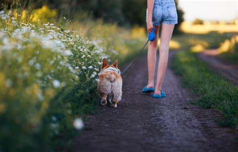 Ilustračná fotografia psa pri venčení