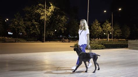 Ilustračná fotografia šťastného psa počas venčenia