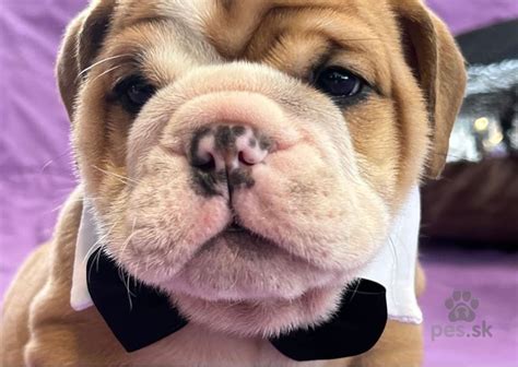 Šteniatko anglického buldoga