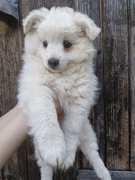 Rôzne farebné varianty nemeckého špica