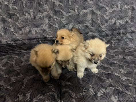 Šteniatka nemeckého špica rôznych farieb