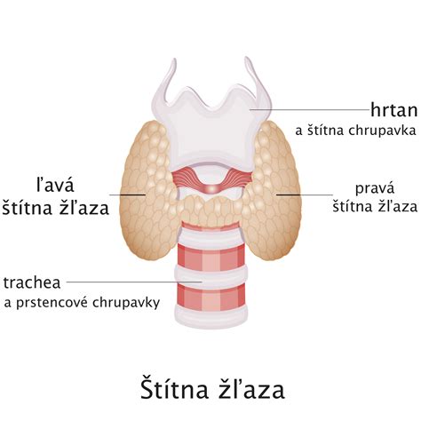 Anatomická stavba štítnej žľazy