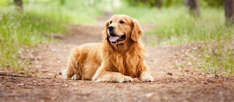 Štandardný vzhľad psa plemena zlatý retriever