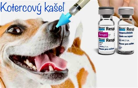 Infografika: Rizikové faktory zápalu kĺbov u psov