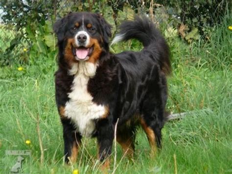 Bernský salašnícky pes