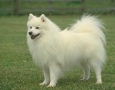 Nemecký špic s bohatou srsťou