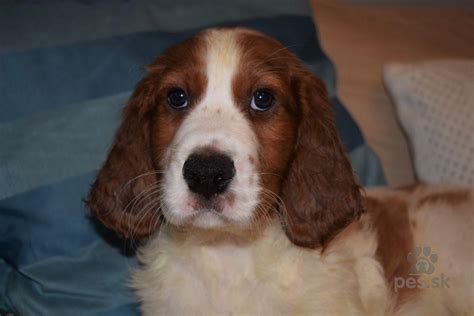 Detailná fotografia hlavy írskeho setra