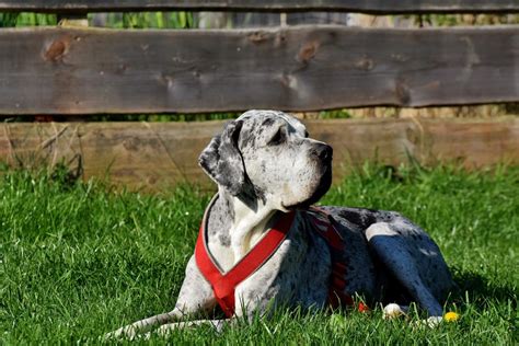 Ukážka rôznych farebných variantov nemeckej dogy
