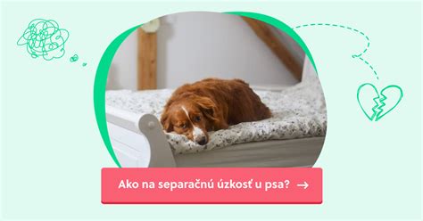 Ilustrácia psa s príznakmi separačnej úzkosti